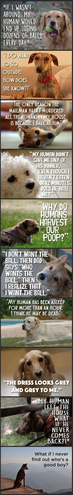 Just Dog Thoughts. #Animals #Dogs #Inspiring #Thoughts |