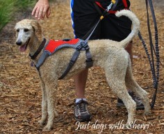 Just dogs with Sherri: Search results for harness    Omni jor harness for running with dogs