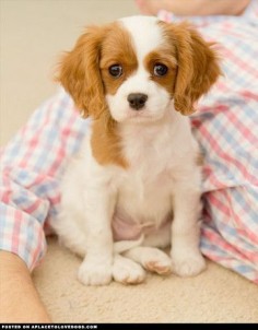 Just like Belle when she was a  King Charles Spaniel puppy Check out more cute puppies at o