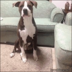 Just some  Doggy-style! - Imgur