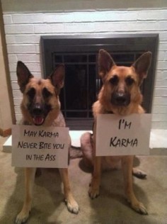 Karma - great name for a big dog - especially for a K9 working for the military, border patrol, or police!!!