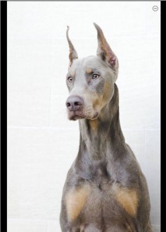Kason is a 1 year old fawn Doberman pinscher who is a pet as well as being trained for performance. He is the most lovable guy and has the most regal beautiful look.
