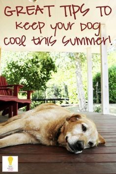 Keep your dog cool  in the summer