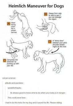Keep your #dog #safe by knowing your #Heimlich for #dogs! This move could very well save your dog's life - or another's. Please share!! #pets