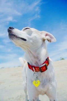 Keep your dog safe this Summer, here are 6 easy tips on how to beat the heat and avoid heat related injuries or worse
