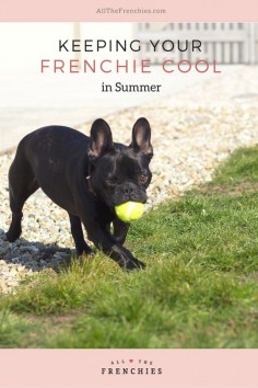 Keeping your French Bulldog cool in Summer (so important with a breed prone to overheating!)