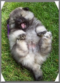 Keeshond puppies are so cute :-)