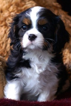 King Charles Cavalier Spaniel puppy from Laughing Cavaliers Kennel