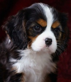 King Charles Cavalier Spaniel puppy