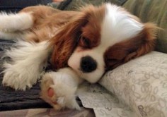 Kingston the Cavalier King Charles Spaniel puppy - adorable!