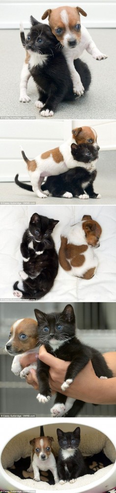 Kitty the Cat and Buttons the Jack Russel think they're sisters after being put together in Rescue Center.