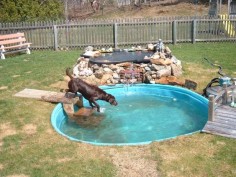 Labrador dog pool pond backyard