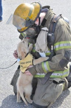 Labrador puppy in service dog training with a firefighter
