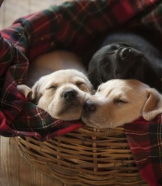 Labrador Retriever Puppies / Puppy / Pet Photography /   thefullerview:  (via Pinterest)