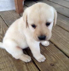 Labrador Retriever puppy - too cute