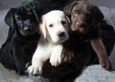 Labrador retriever pups. Full color set.