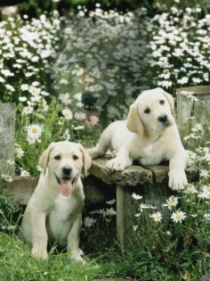 Labrador Retriever pups