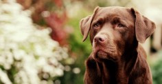Labradors In Heat: Managing Your Bitch During Her Season