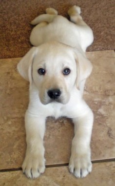 labs are too cute!