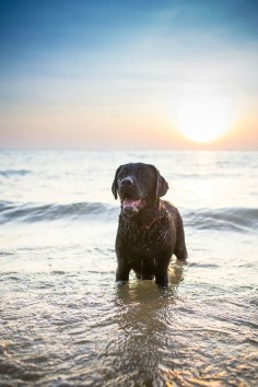 labs love the water!