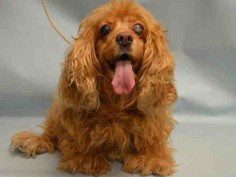 LADY - A1078845 - - Manhattan Please Share: TO BE DESTROYED 06/30/16 Lady is an 11 year cocker spaniel mix surrendered to the ACC because her former owner didn’t have time for her. Funny her notes say she has glaucoma in one eye which could be the reason for dumping a dog that was a loyal companion for her whole life! She aced her intake exam and has been noted that she’s a cuddled too! Someone surely must have room in their home for this well behaved older