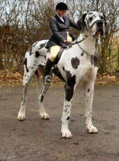 Largest Mastiff Breed | ... dog the great dane dog by the name of george is the tallest largest