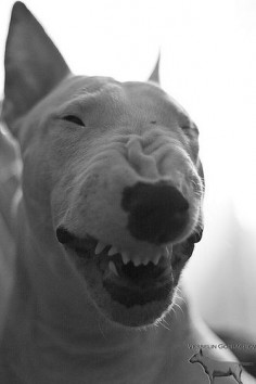 laughing or sneezing? Yawning? #bullterrier