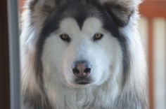 Learn how to train Alaskan malamute dogs from puppyhood up to adulthood.  Simple logical ways that can be used for a mal of any age.