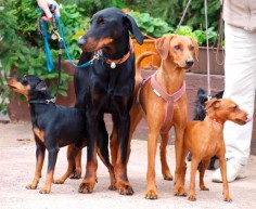 left to right: miniature pinscher, doberman pinscher, german pinscher and miniature pinscher ♥ Love all of these breeds