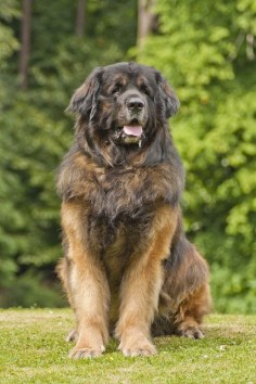 Leonberger dog, intelligent, affectionate, good with children, more active than most giant breed dogs