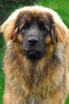 Leonberger> This is the next dog my husband wants to get. Check it out and get a look at its size. Holy moly, and they're like a lap dog! Big, burly lovebugs like the Berners. And they don't druel!.