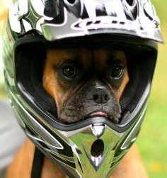 "Let's roll!" (boxer)