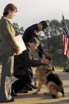 Lex, a German Shepherd, lost his trainer, 20-year-old Marine Corp. Dustin Lee, who died in a mortar attack in Falluja in 2007. Lex, who had played with and slept alongside Corp. Lee throughout their service, was also injured in the attack.  The dog at first refused to leave his side and had to be pulled away. Lee’s family lobbied extensively for the Marines to retire Lex before the customary age of 10. Lex is now living with the Lees at their home in rural Mississippi.