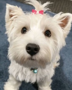 Lexy the West Highland White Terrier