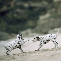 Life Is Hard; Here Are Some Pictures of Dalmatian Puppies to Help You Through - Dogster