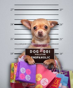 Lifts fancy bags for gifts! #dogs #pets #Chihuahuas 