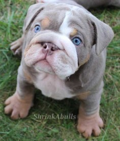 Lilac english bulldog puppy with clear blue eyes