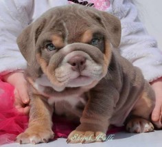 lilac tri color akc english bulldog puppy omg! I need this puppy!
