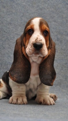 liquige: I don’t always sit, but when I do I also stand. -The most interesting Bassett hound