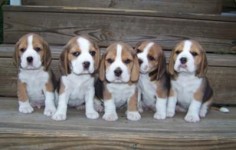 litter of Beagle puppies