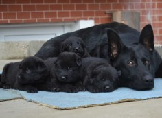 Litter Size of Black German Shepherd Click the picture to read