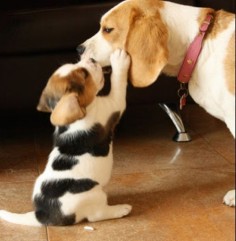 Little baby Beagle kissing her mother