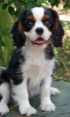 Little cavalier king charles pup. Best dogs ever