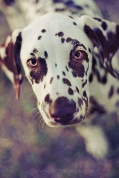 Liver Dalmatian puppy.