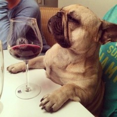 Local Dog Is Unimpressed With Wine Selection