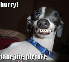  a true greyhound smile!