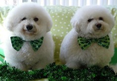 LOL!!! Expression of bow tie dog on the left, lol!
