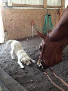 lolcuteanimals: Let’s play! Yellow lab and horse “horsing around” in the barn. AWWW! Its like the lab is saying “YOU’RE A BIG DOG HELLO BIG DOG LETS PLAY!” and the horse is just like “Hello tiny strange horse.”