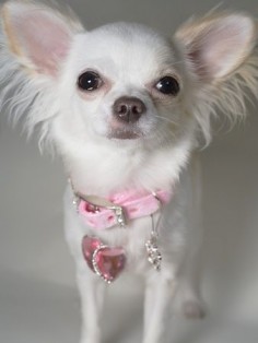 Long hair chihuahua - just so tiny and cute you have to spoil them :)