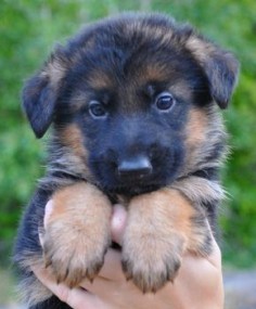 Long Hair German Shepherd Pup, get me one!